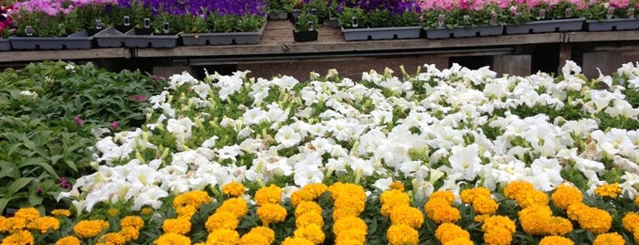 Bachman's Floral And Garden Center is one of Posti che sono piaciuti a Elizabeth.