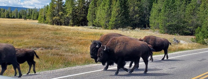 Yellowstone National Park (West Entrance) is one of Favorite places all over the World.