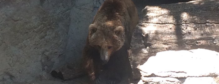 Brown Bear at Denver Zoo is one of Posti che sono piaciuti a Wilma.