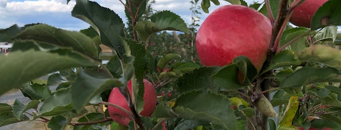 Minard Farms Apple Growers is one of Apple Picking in New Paltz.