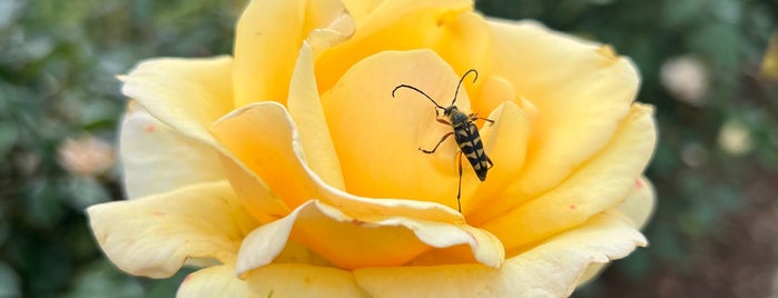 Tyler Rose Garden is one of Great Spots for photos -East TX.