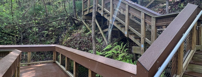 Devil's Millhopper Geological State Park is one of G A I N E S V I L L E.