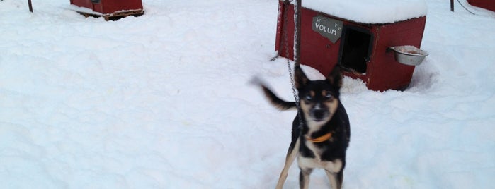 Northern Lights Husky is one of SoulMaite : понравившиеся места.