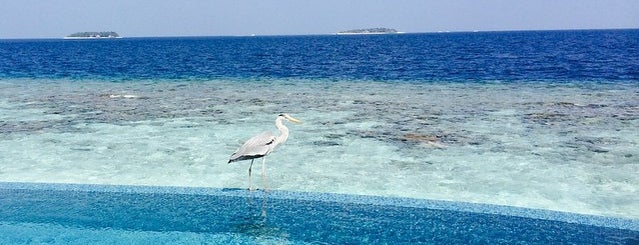 Baros Maldives is one of Ideas for future holidays.