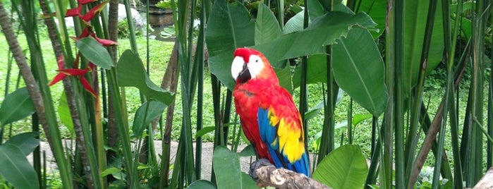 Bali Bird Park is one of My Travel History.