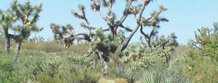 Joshua Tree National Forest is one of Tempat yang Disukai Christopher.