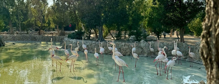 باغ پرندگان | Birds garden is one of Kish Entertainments.
