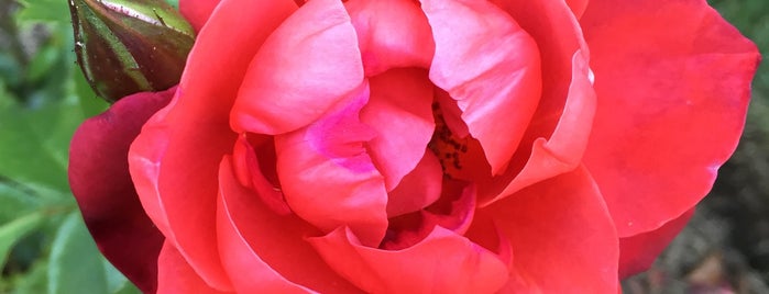 Rose Garden at Back Bay Fens - Emerald Necklace is one of Photography.