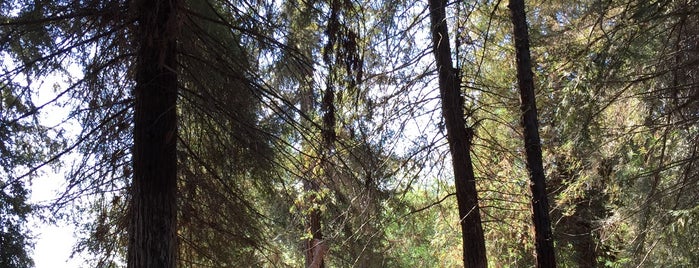 The Forest is one of Jen'in Beğendiği Mekanlar.