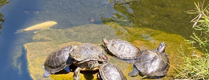 The Turtle Pond is one of MyHangOuts.