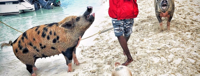 Swimming pigs - Exuma is one of Marty’s Liked Places.