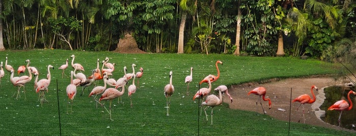 Flamingos is one of Tenerife - Puerto de la Cruz.