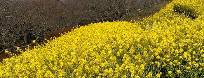 吾妻山公園 is one of 神奈川ココに行く！ Vol.9.