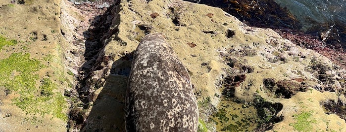 La Jolla Sea Wall is one of Lieux qui ont plu à Kim.