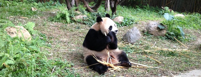 Xiang Jiang Safari Park, Guangzhou is one of shops in china.