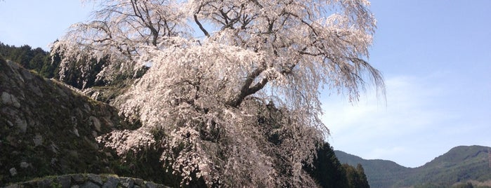 本郷の滝桜 (又兵衛桜) is one of Travel : Sakura Spot.