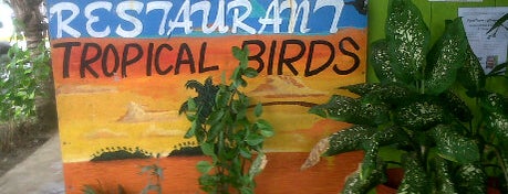Tropical Birds is one of Good Food at Bocas del Toro.