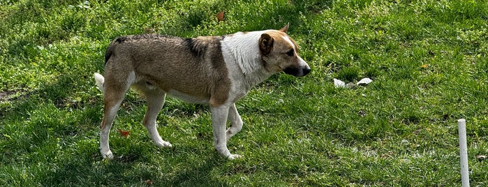 Grădina Publică „Alunelul” is one of Mołdawia.