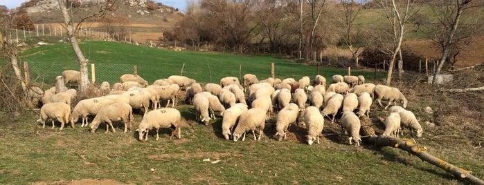 Çakar Küçükbaş Hayvan Çiftliği is one of Locais curtidos por Mert.