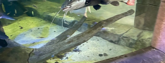 SeaQuest Interactive Aquarium is one of Las Vegas.