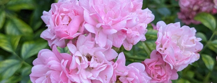 Rose Garden is one of Locais curtidos por Edison.