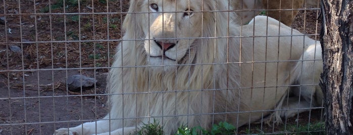 Darling Downs Zoo is one of Fun Group Activites around Queensland.