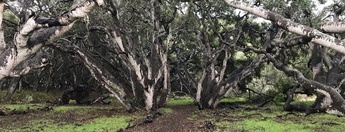 Los Osos Oaks State Natural Reserve is one of SLO.