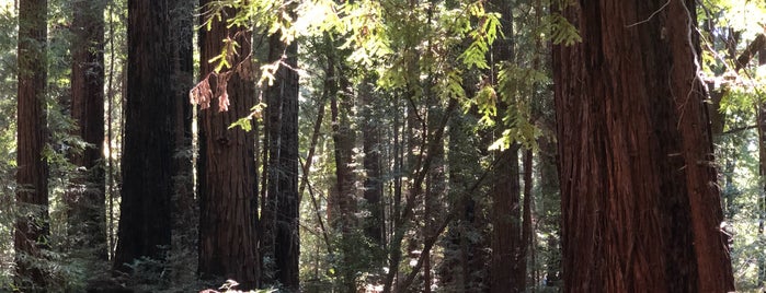 Roys Redwoods Preserve is one of ACT–BAY | Landmark.