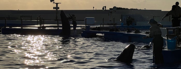 Dolphin Lagoon is one of Lugares guardados de Yongsuk.