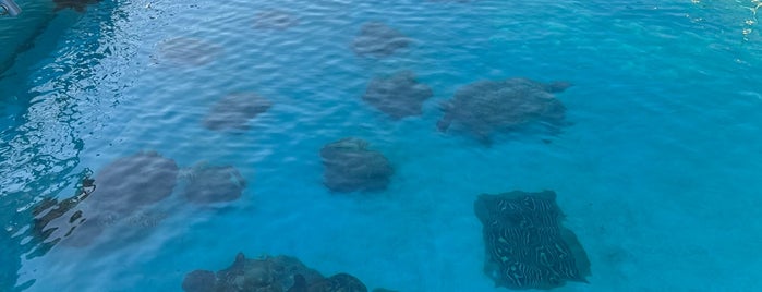 Sea Turtle Pool is one of Okinawa.