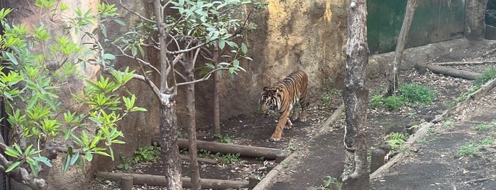 Tiger Forest is one of The 15 Best Zoos in Tokyo.