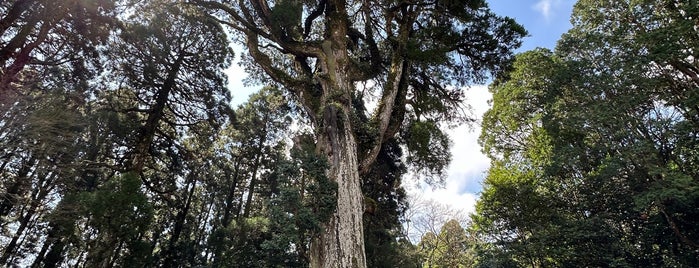 Sacred Tree is one of VisitSpot L+ Ver13.