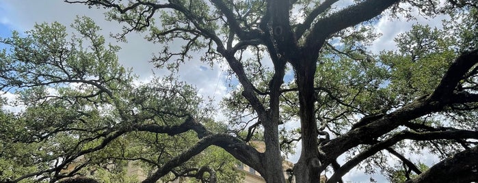 Century Tree is one of Texas.