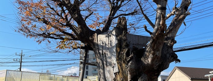 海老名の大ケヤキ is one of 神奈川/Kanagawa.