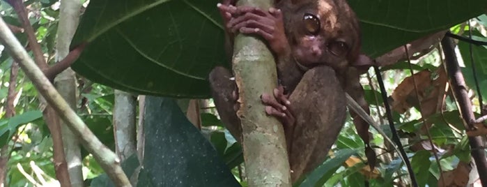 Tarsier Botanika is one of Orte, die Edzel gefallen.