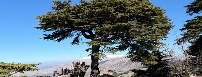 Al-Shouf Cedars Natural Reserve is one of Beirut.