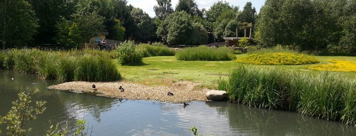 London Wetland Centre is one of To Do with Kids in London.