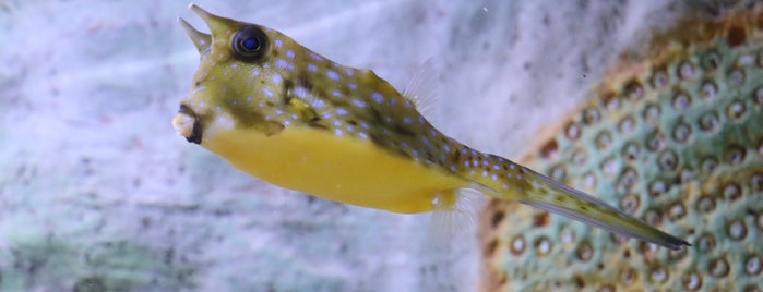 Blue Reef Aquarium is one of Portsmouth.