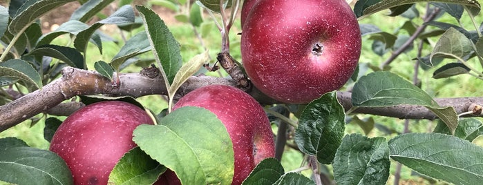 Weber's PeachBerry Farm is one of Lieux qui ont plu à Greg.