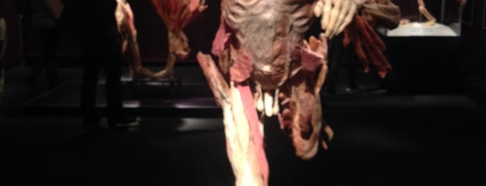 The Human Body Exhibition is one of Lugares favoritos de Taner.