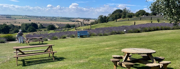 Yorkshire Lavender is one of Unforgettable places.