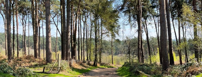 Delamere Forest is one of Tempat yang Disukai Tristan.