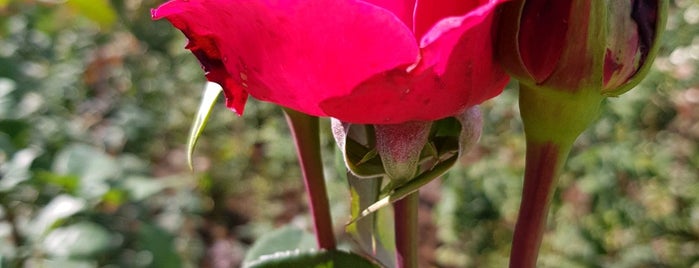 Долина троянд / Rose Garden is one of Список мест.
