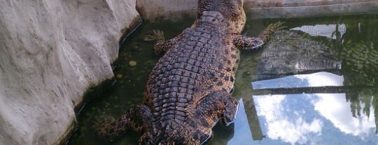 Jong's Crocodile Farm & Zoo is one of Kuching.