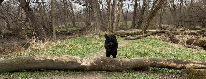 Forest Glenn Woods (Cook County Forest Preserve) is one of My favorite places.