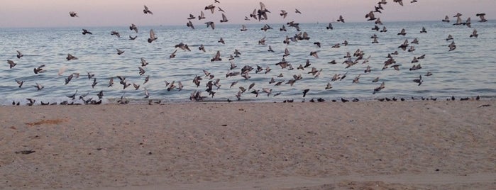Shuwaikh Beach is one of Orte, die 🍸👑ALI 👑🍸 gefallen.