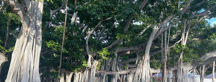 Banyan Tree is one of Florida.