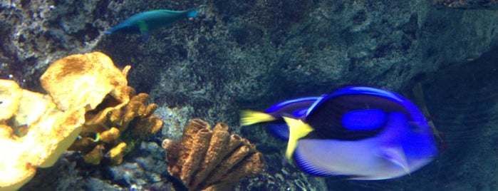 İstanbul Akvaryum is one of Aquariums of the World.