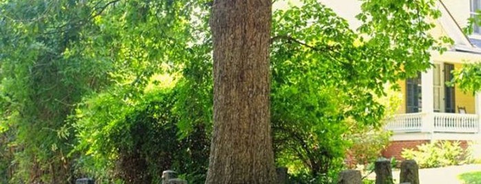 The Tree That Owns Itself is one of Bikabout Athens GA.