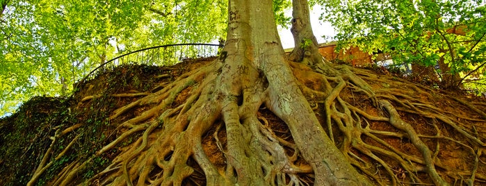 Medusa Tree is one of Bikabout Greenville.
